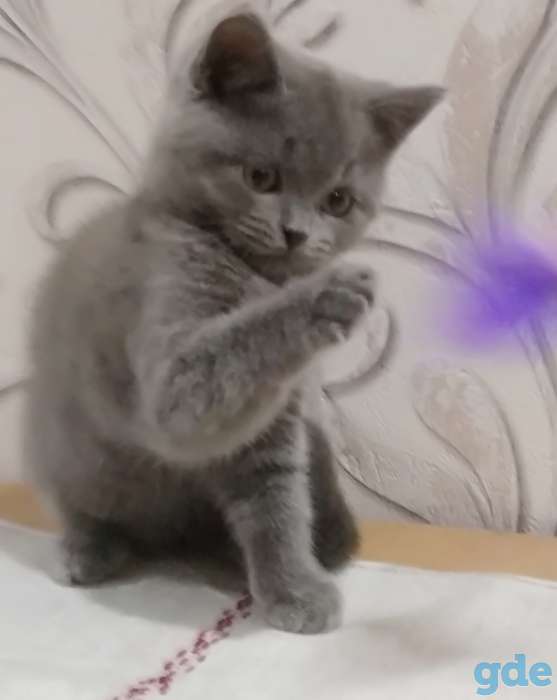 Очаровательные британские котята! Снижение цены!, фотография 5