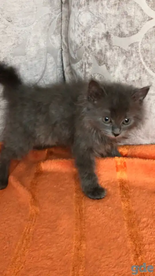 Отдам даром котят, фотография 4