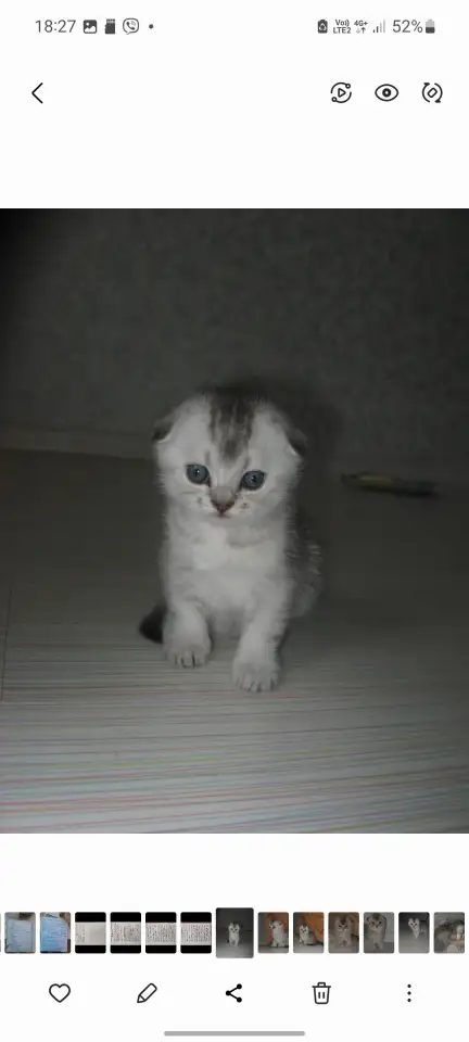 Шотландские котята, фотография 2