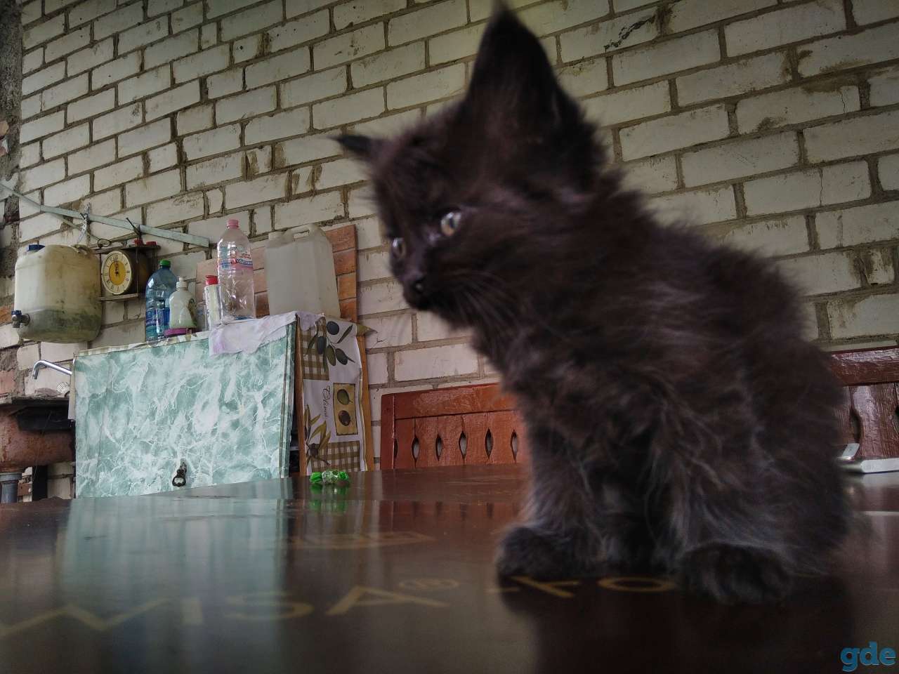 Отдадим котят в хорошие руки, фотография 2