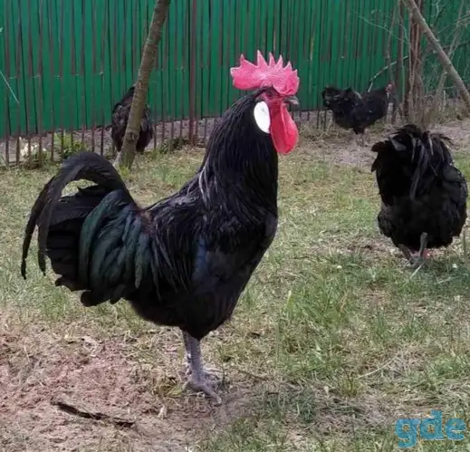 Продажа, фотография 1