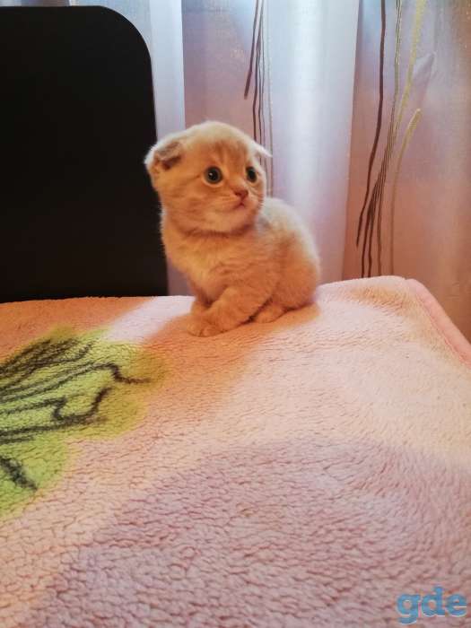 Котята шотландские вислоухие, фотография 1