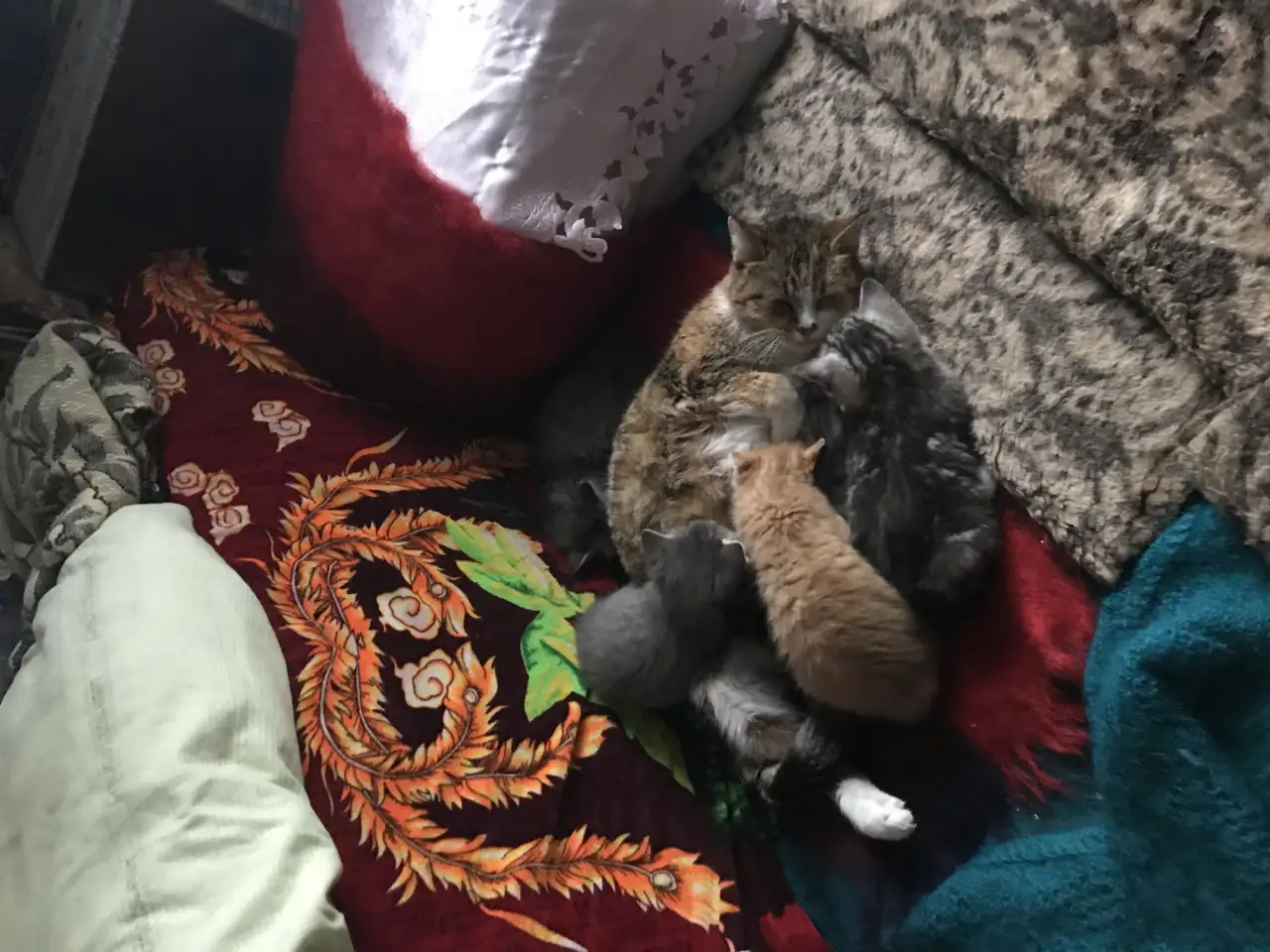 Отдадим котят в хорошие руки, фотография 2