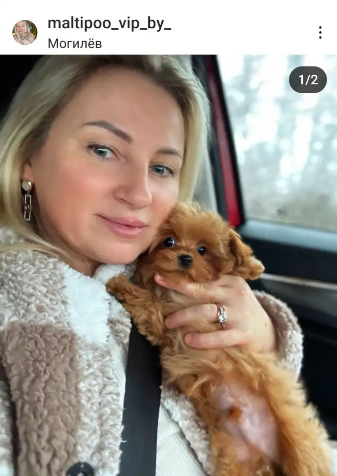 мини мальтипу ф1 девочка и мальчик  maltipoo f1 girl, фотография 3