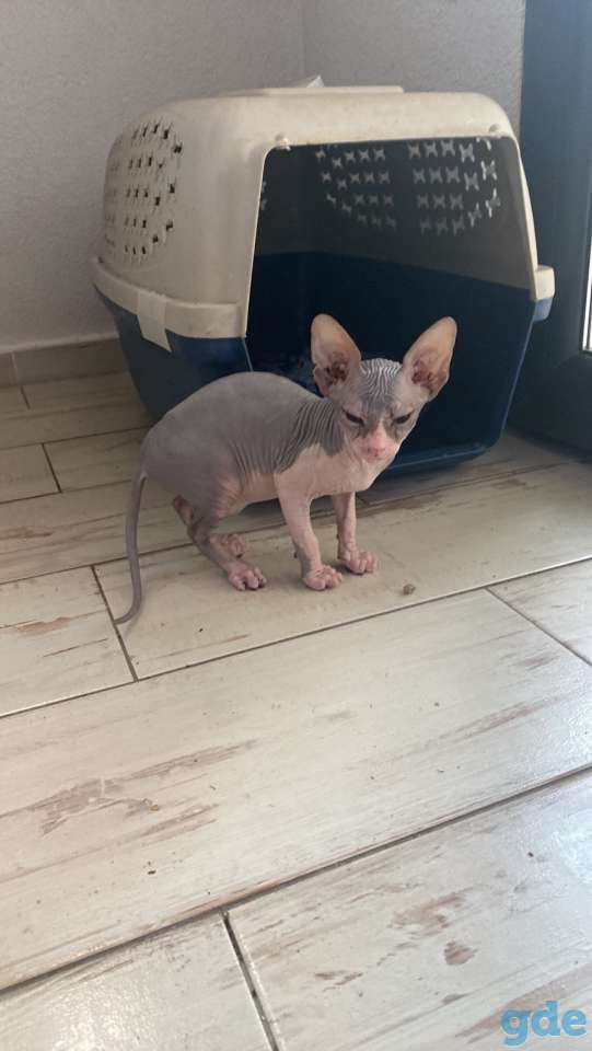 Котята Канадского Сфинкса, фотография 5