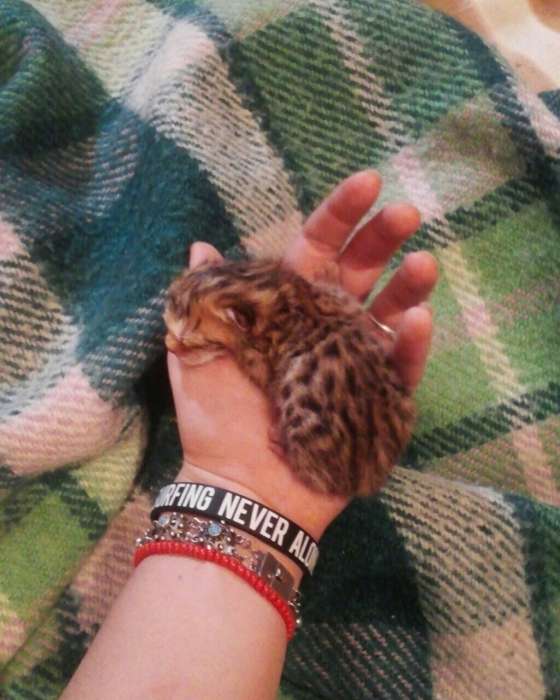 Котята бенгальские чистокровные, фотография 1