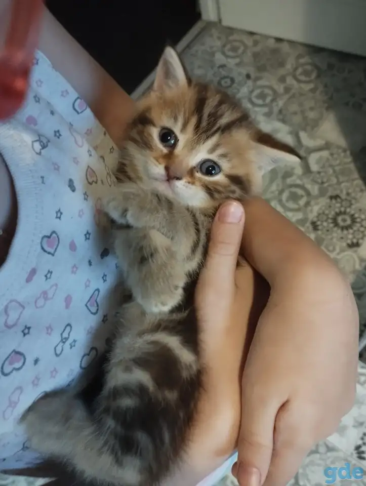 Шотландские котята, фотография 2