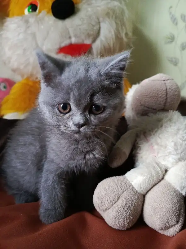 Продаю шотландских котят, фотография 8
