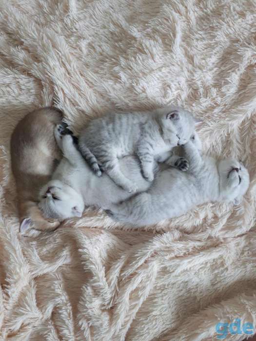 Котята шотландские серебристой и золотой шиншилки, фотография 2