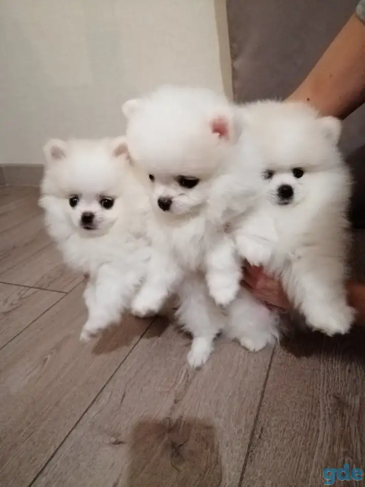 Лучше друга нет на свете, фотография 11