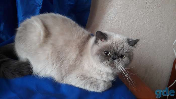 Кошки экзотки, фотография 1