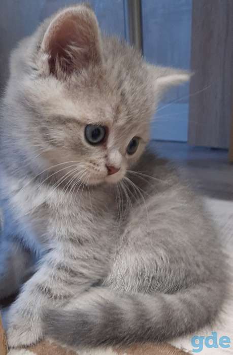 Шотландские котята, фотография 1
