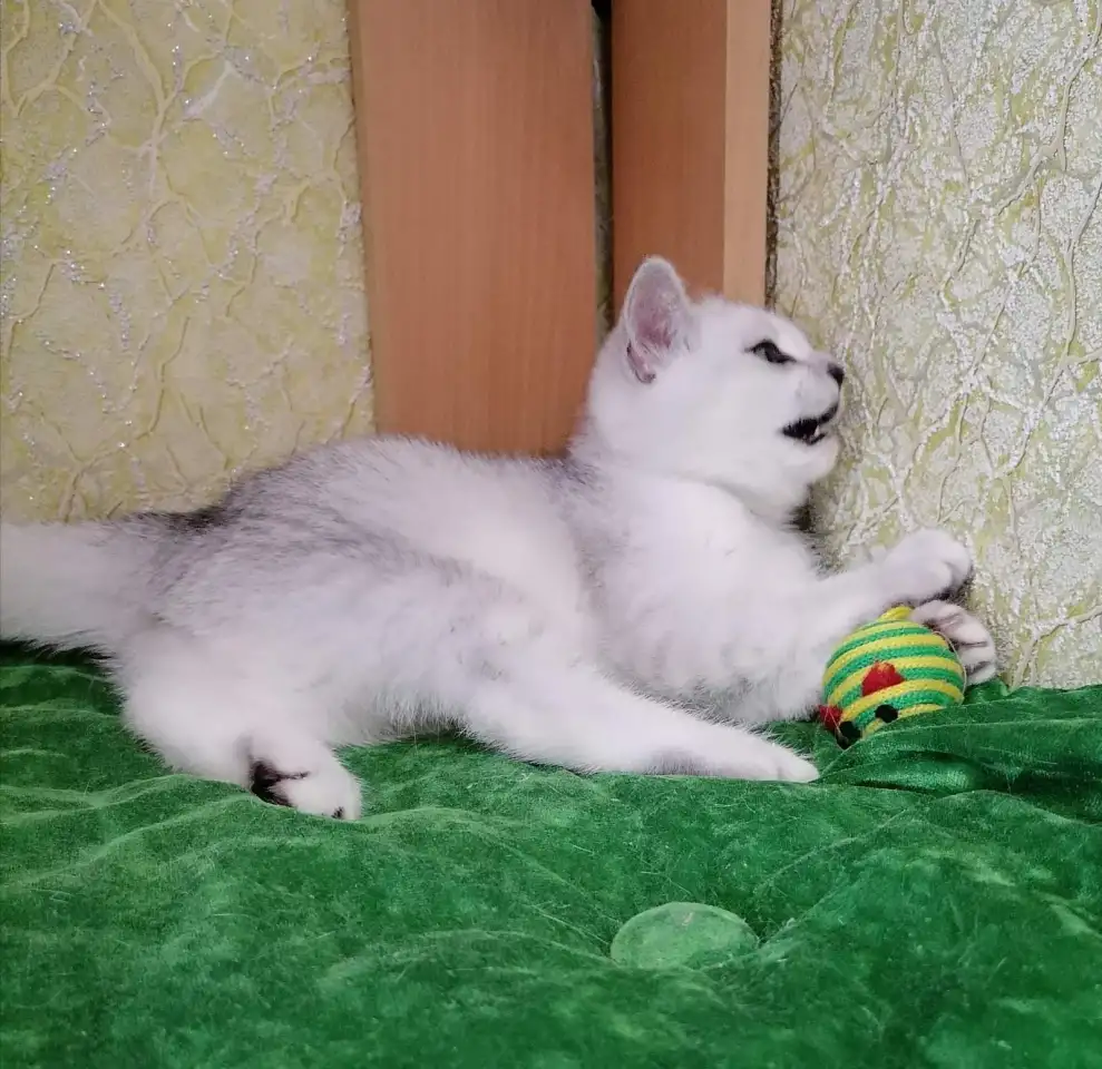 Британские серебристые котята, фотография 2