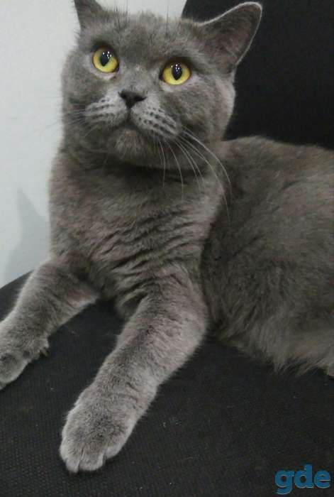 Котята, фотография 6