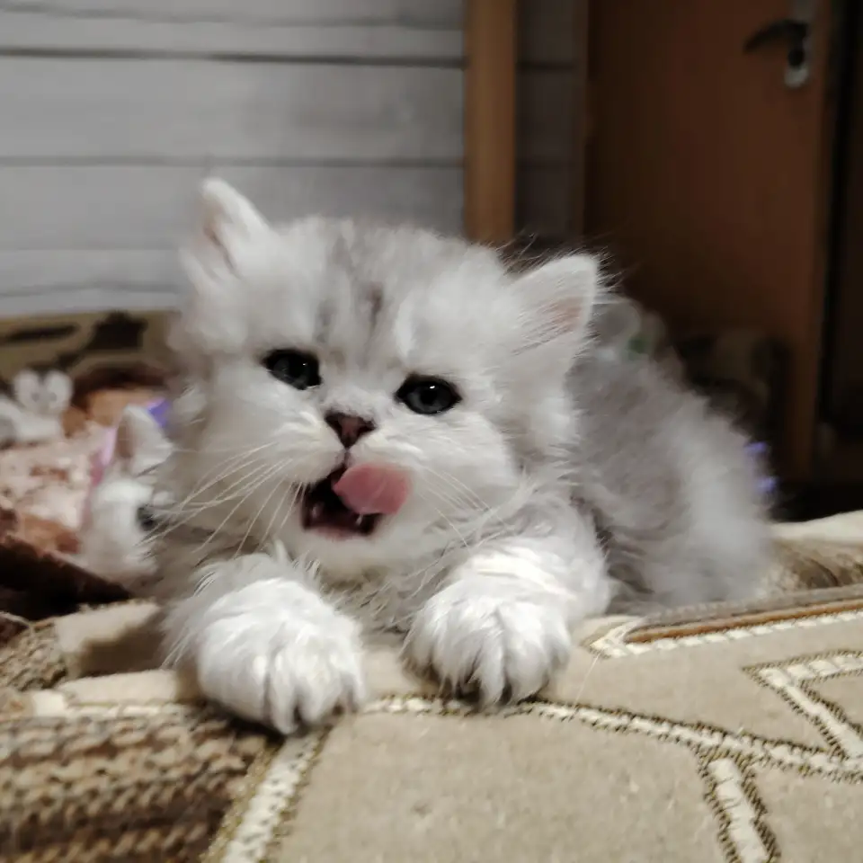 Котенок шотландский., фотография 1