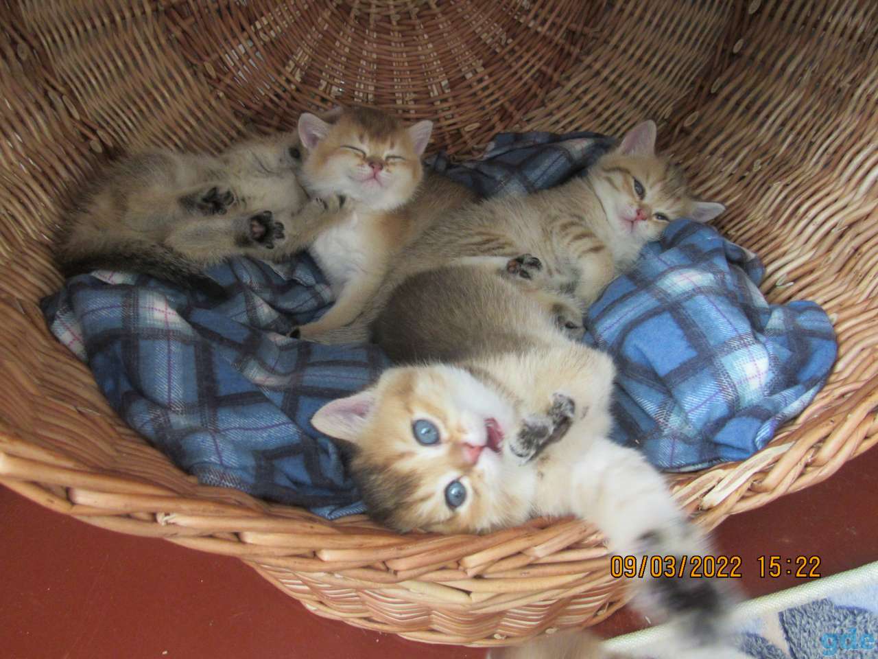 шотландские котята, фотография 1