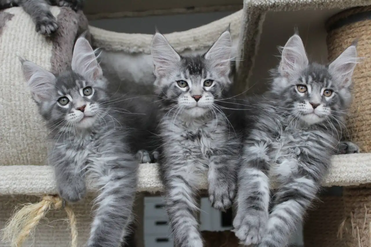Котята мейн кун ждут Вас!, фотография 4