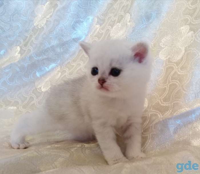 Чистокровные шотландские котята, фотография 4