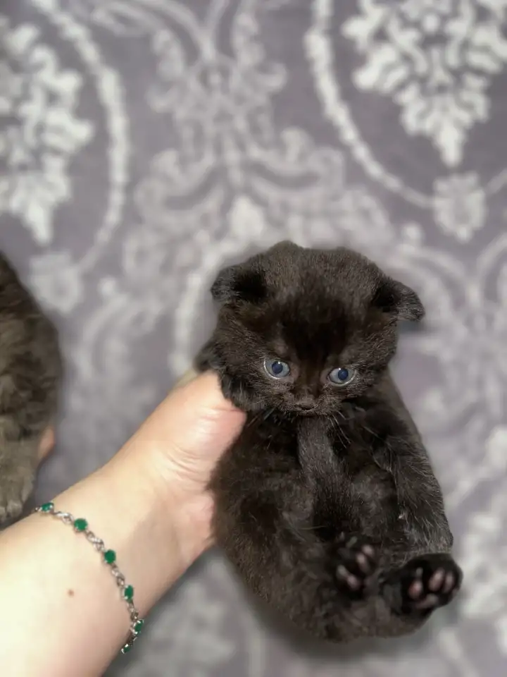 Шотландские котята, фотография 3