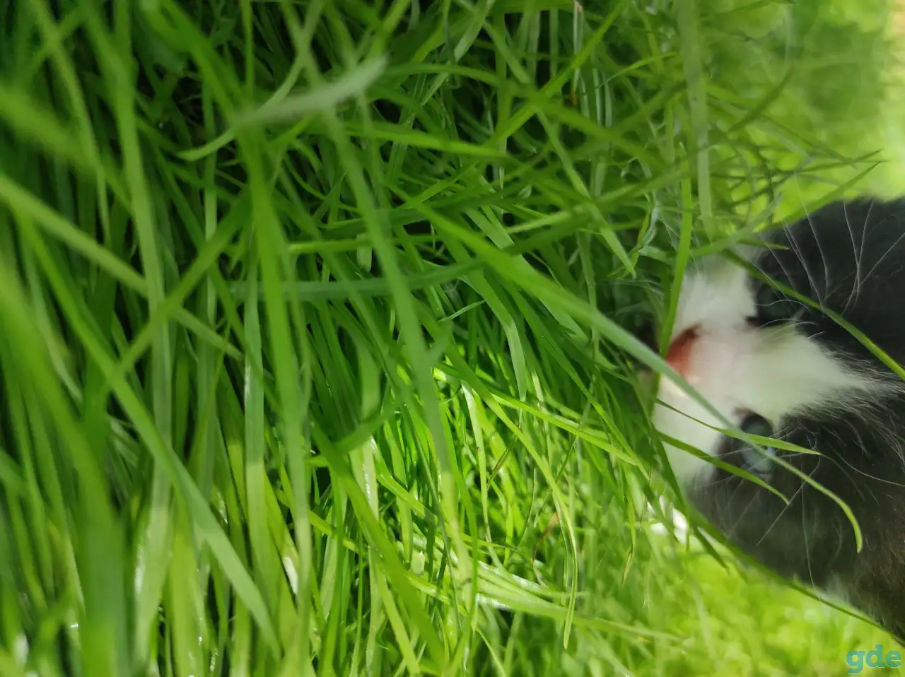 Котята (3 недели), фотография 7