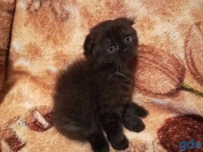 Шотландские котята., фотография 5