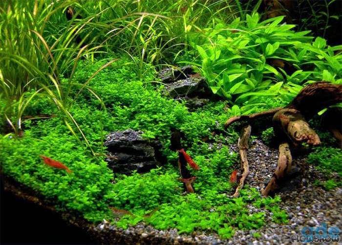 Растения для аквариума Хемиантус Куба, фотография 3