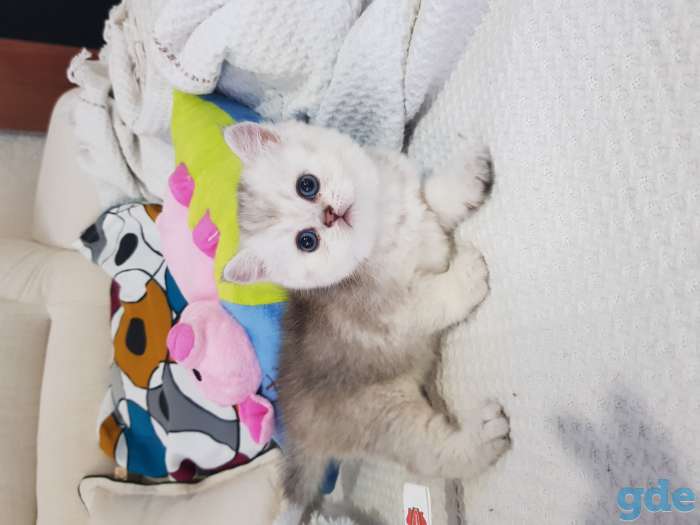 Шотландский котенок, фотография 3