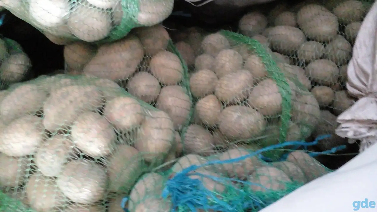 Продам крупный картофель сорт Гала по70к., фотография 1