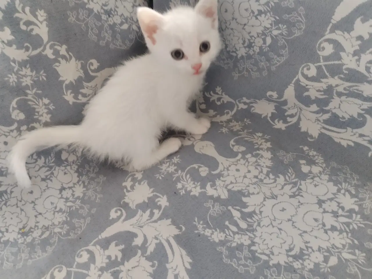 Красивые котята в дар, фотография 1