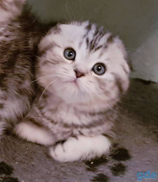 Шотландские вислоухие котята., фотография 5