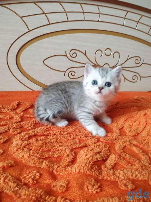 Шотландских породистых котят, фотография 7