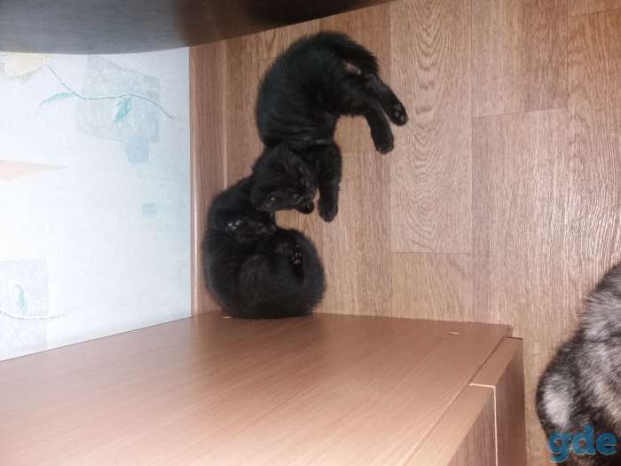 Котята домашние, фотография 1