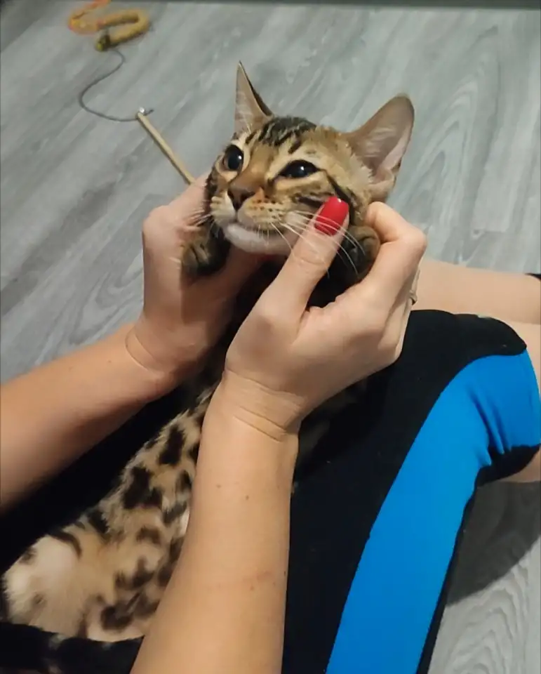 Бенгальский котенок девочка, фотография 5