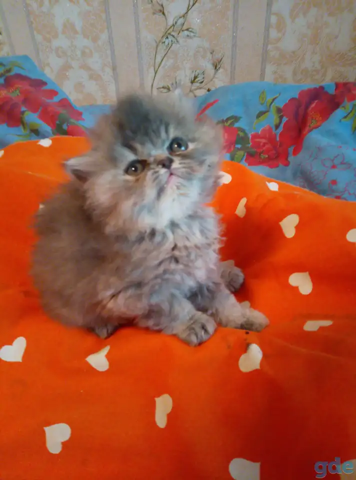 Экзотические плюшевые короткошетстные мраморные котята, фотография 7