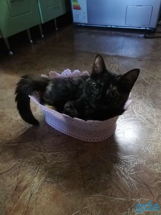 Котенок в хорошии руки, фотография 1
