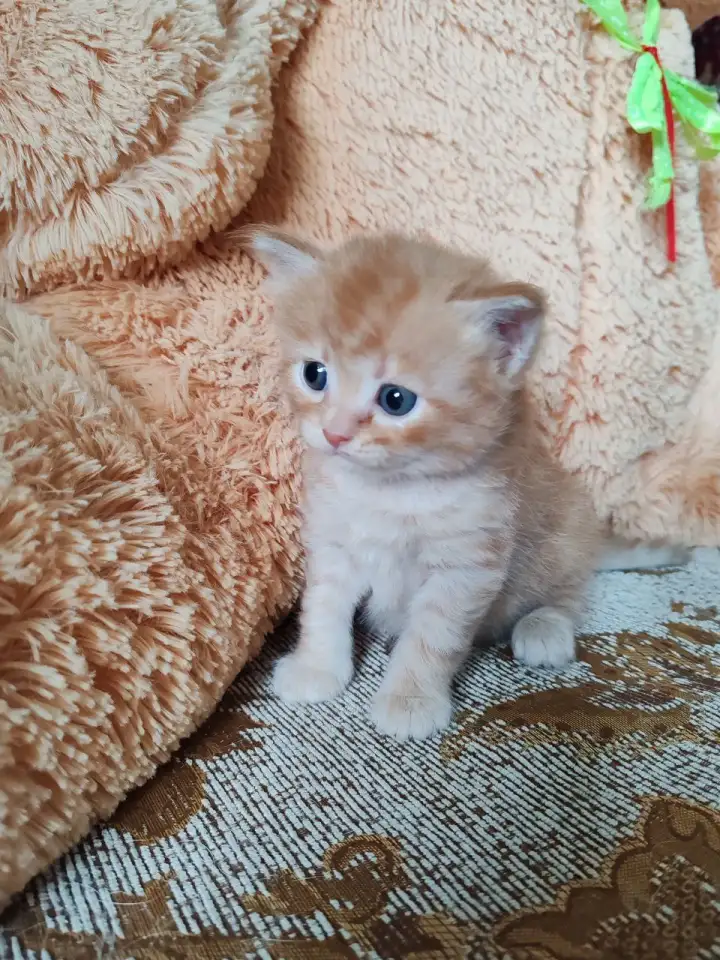 Британские котята, фотография 4