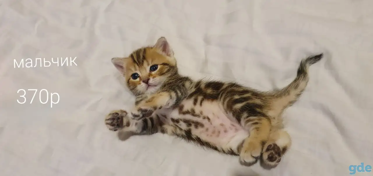 Шотландские котята, фотография 7