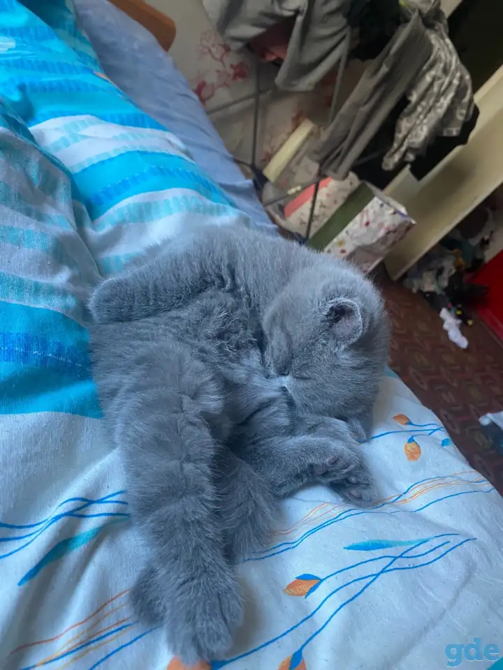 Шотландские котята, фотография 4