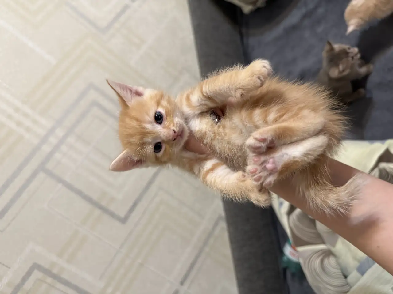 Котята в дар, фотография 2