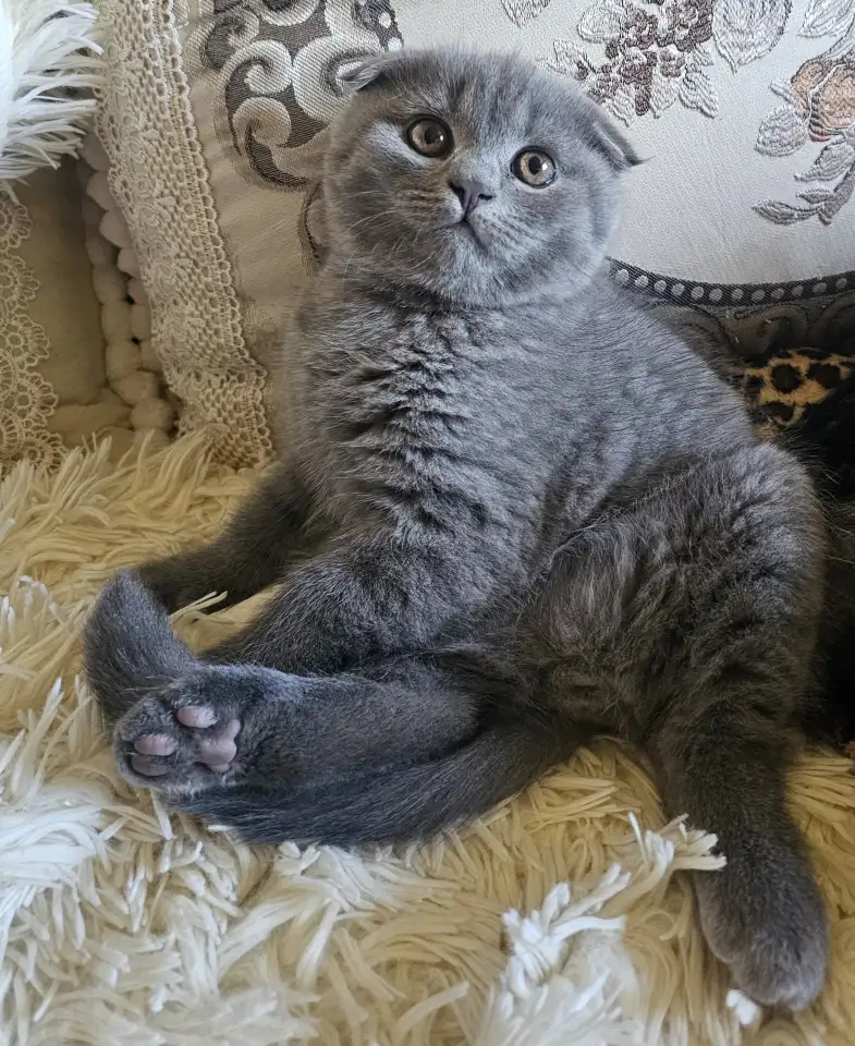 Шотландский котёнок, фотография 3