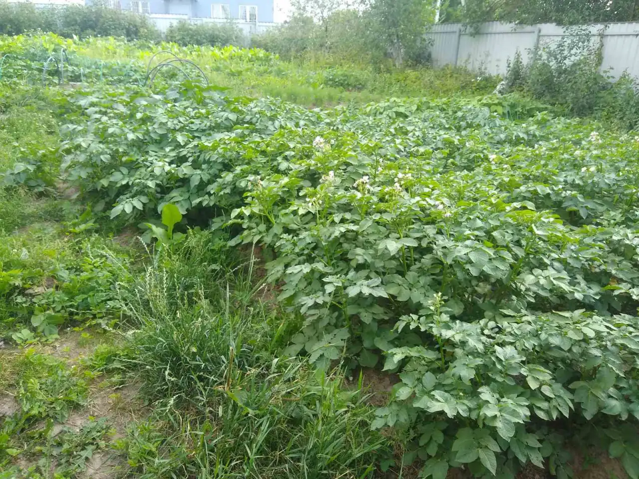 Продам дом в 15 км от Минска, область, , Горанский с/с, а/г Новоселье ,ул. Поддубная 8, фотография 6