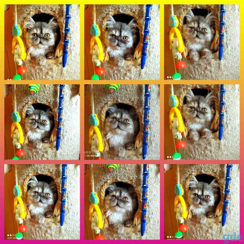 Персидские котята экстремального типа чистокровные.Персы.Котята., фотография 10