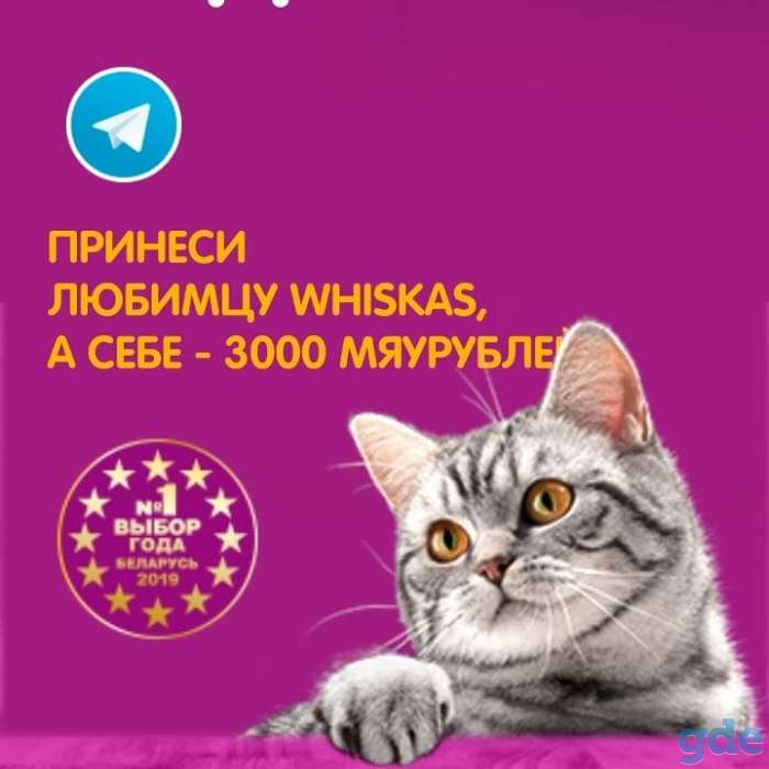 Шотландский котик с документами., фотография 1