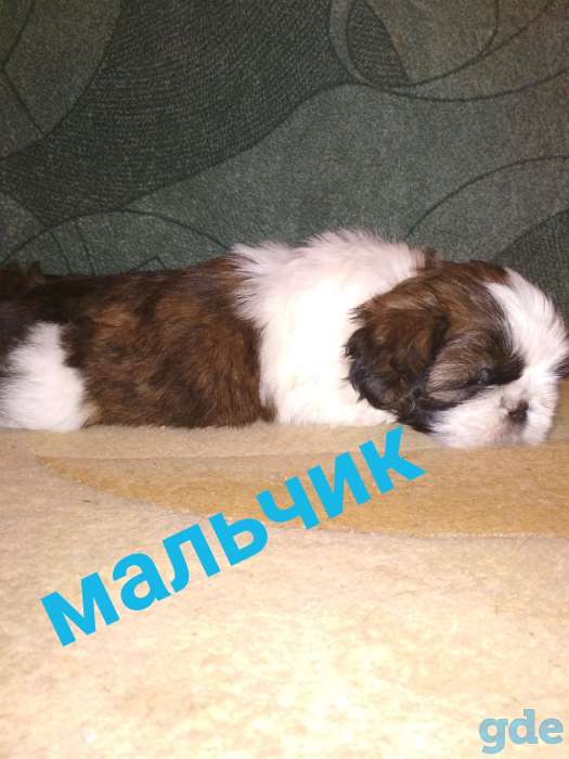Продам породистых щенков ши тцу!, фотография 3