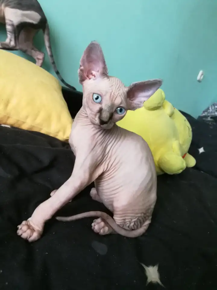 Котята девочки Канадский сфинкс, фотография 9
