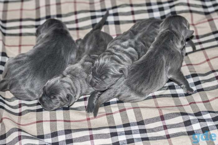 Щенок Кане-корсо Итальянский мастиф, фотография 1