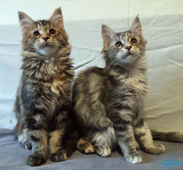 Котята Мейн Кун, фотография 2