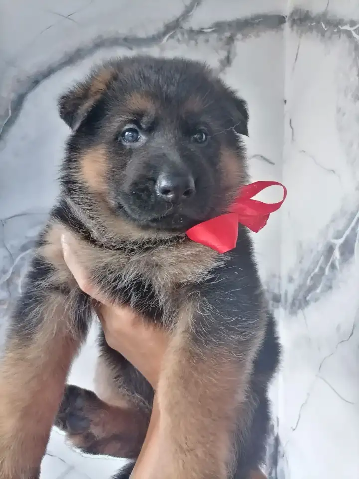 Яркие, костистые щеночки немецкой овчарки, фотография 2