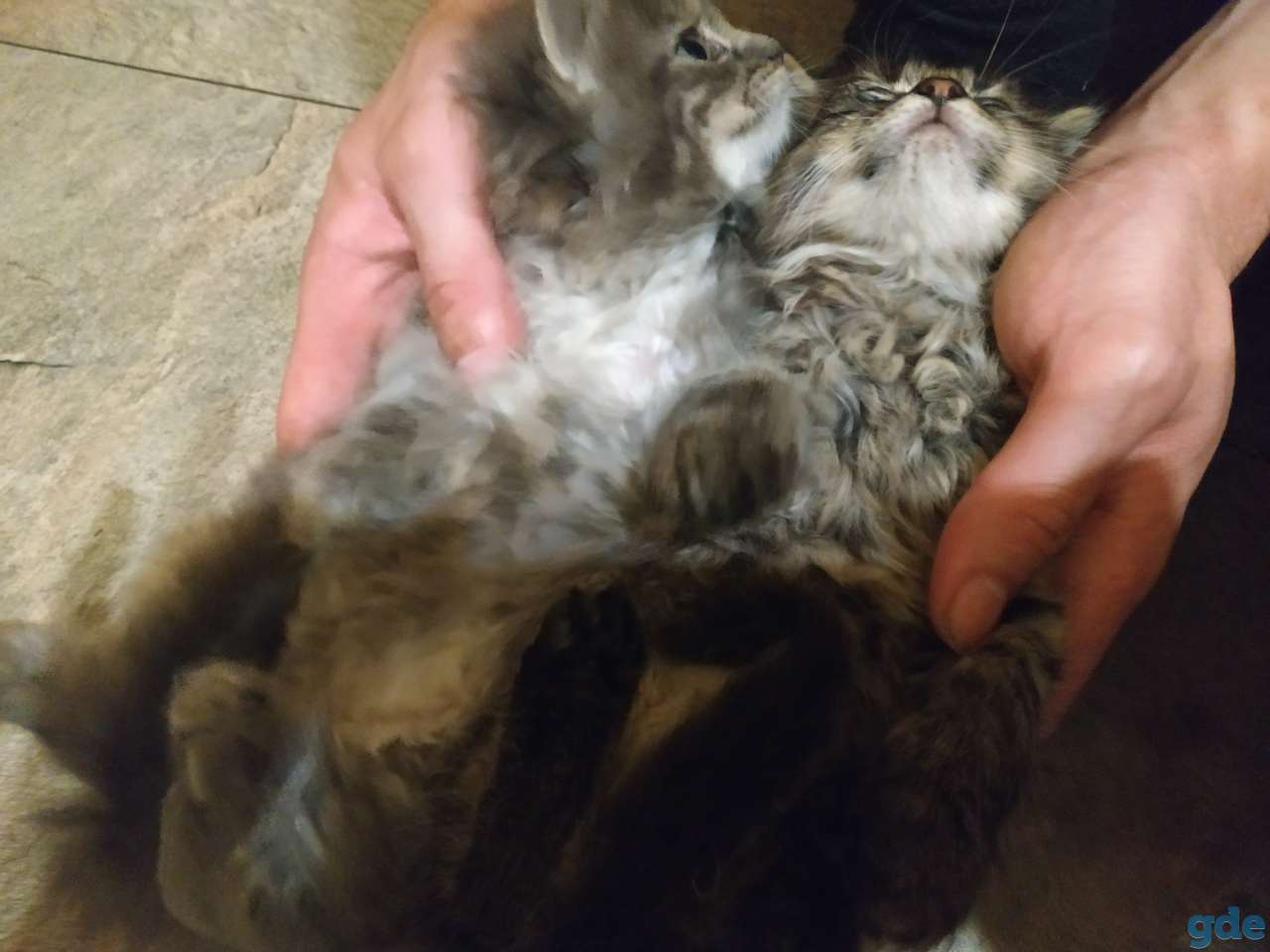 Отдадим котенков, фотография 4