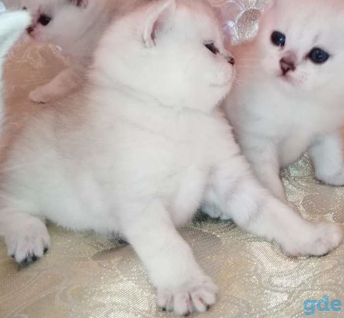 Чистокровные шотландские котята, фотография 8